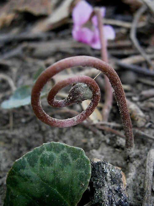 Fayl:Cyclamen purpurascens fruit3.jpg