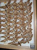 M. quinquemaculata xilma-xilligi