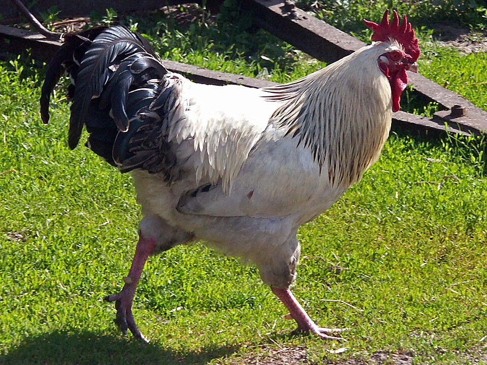 Fayl:Rooster 1 AB.jpg