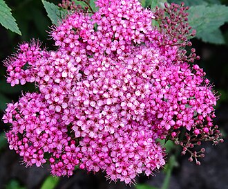 Spiraea yaponiya gullari.