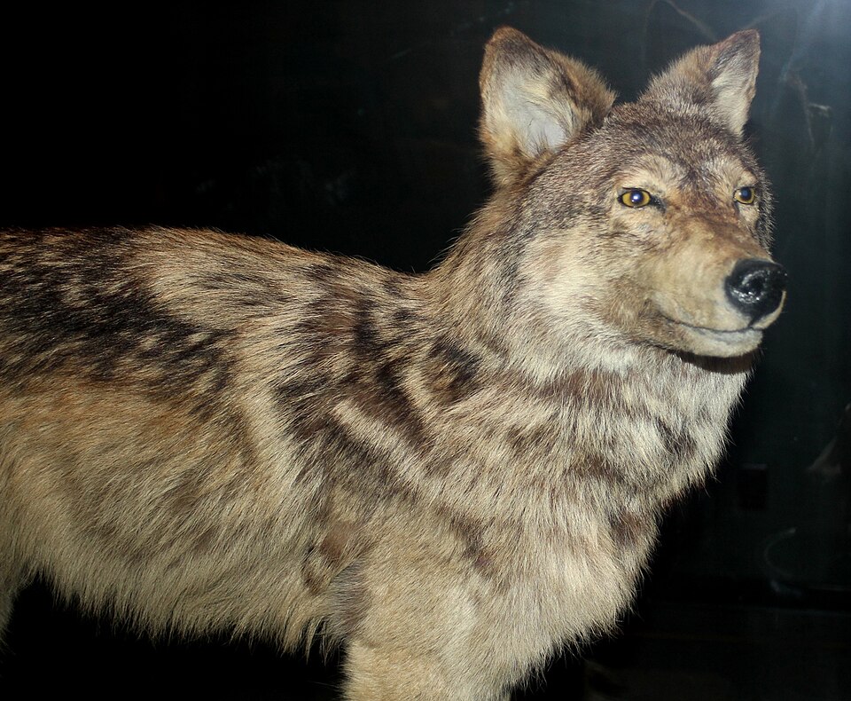 Fayl:Stuffed Newfoundland wolf.jpg