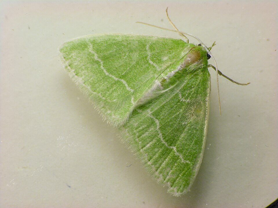 Fayl:Synchlora aerata adult.jpg