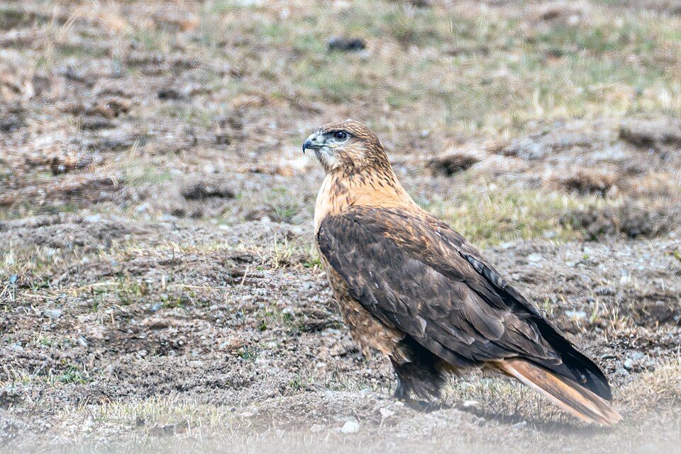 Fayl:Upload Buzzard.jpg