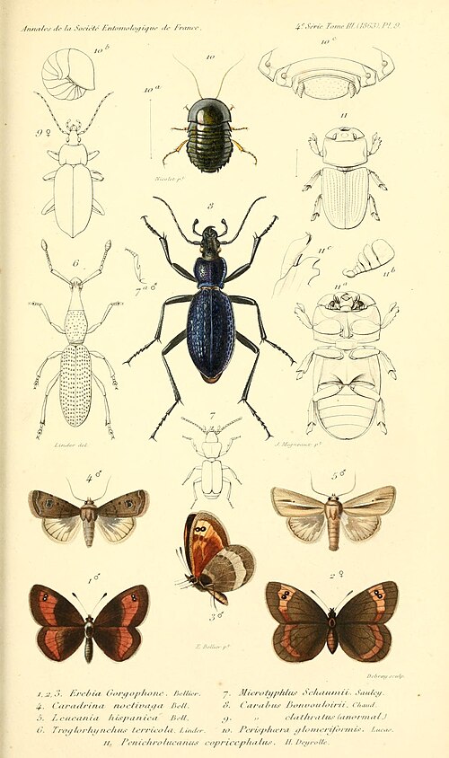 Fayl:Bellier1863AnnSocEntFrancePlate9.jpg