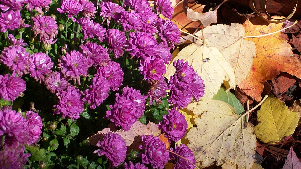Fayl:Chrysanthemum x morifolium.jpg