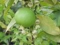Daraxtdagi pomelo
