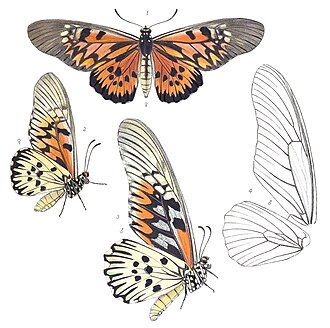 Urgʻochi imagosining orqa tomondan va yon tomondan koʻrinishi, erkak imagosining yon tomondan koʻrinishi hamda erkak qanot tomirlari. Rippon tomonidan tasvirlangan (1894).