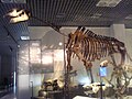 Indricotherium transouralicum skeleti