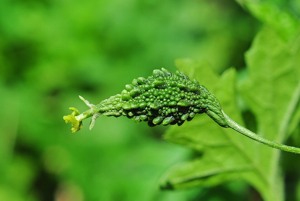 Fayl:Momordica charantia 01052014.jpg