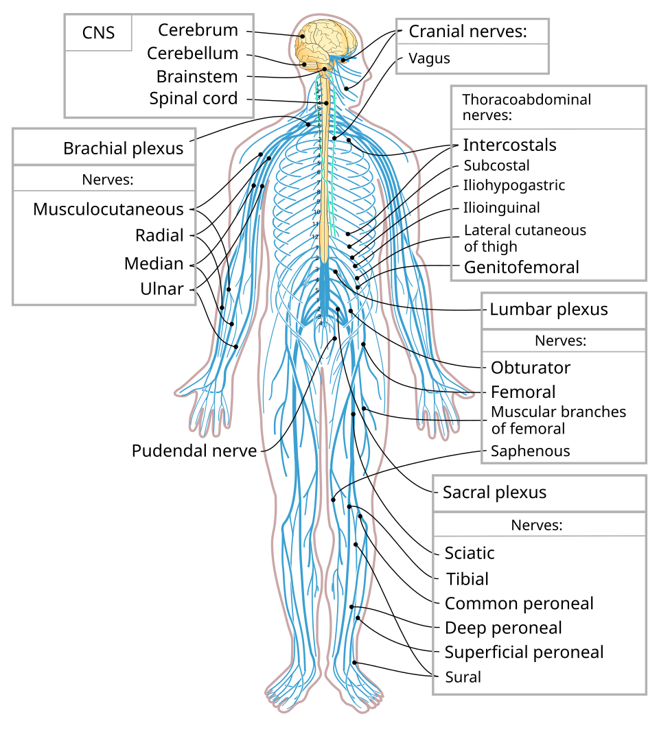 Fayl:Nervous system diagram-en.svg