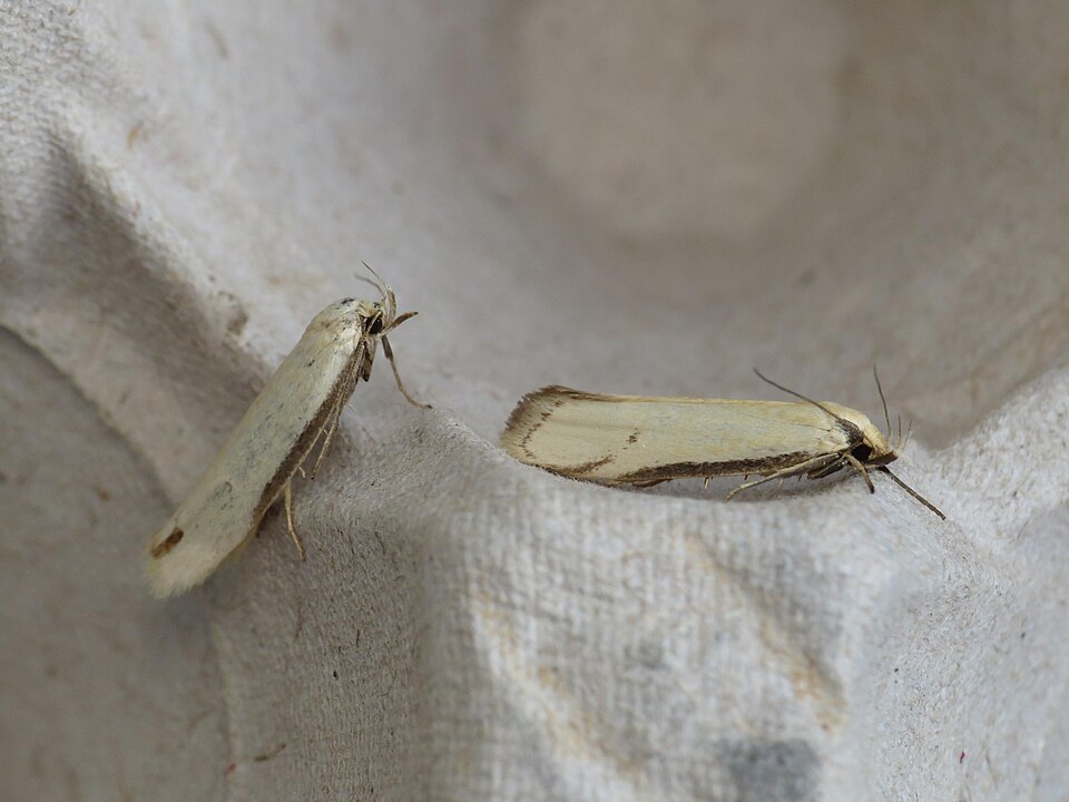 Fayl:Philobota latifissella (15561684027).jpg
