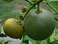 Pushti pomelo