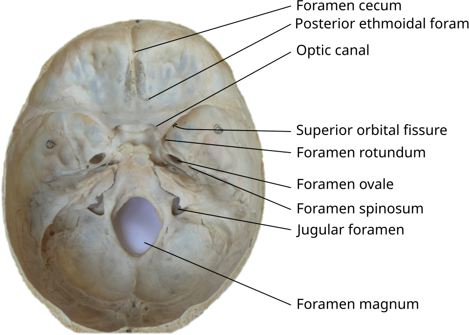 Fayl:Skull foramina labeled.svg