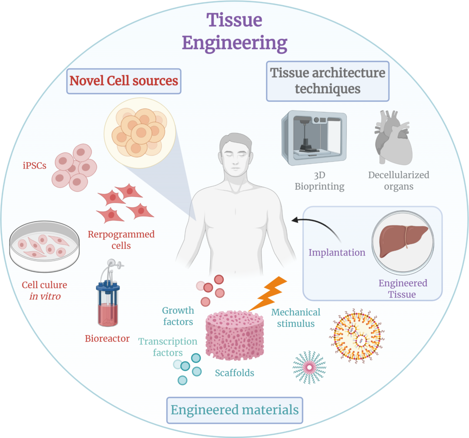 Fayl:Tissue Engineering.png