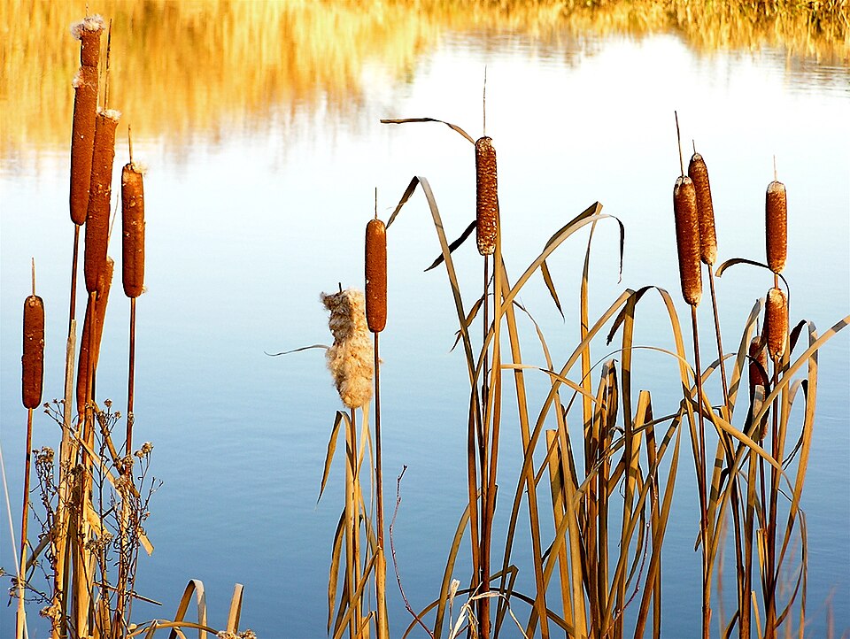 Fayl:Typha 1r.jpg