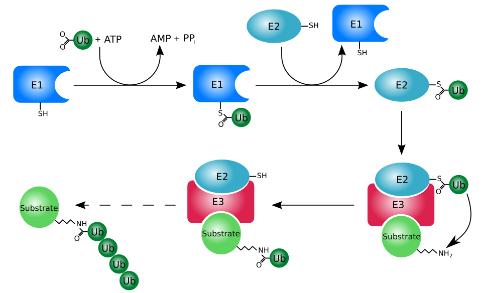 Fayl:Ubiquitylation.svg
