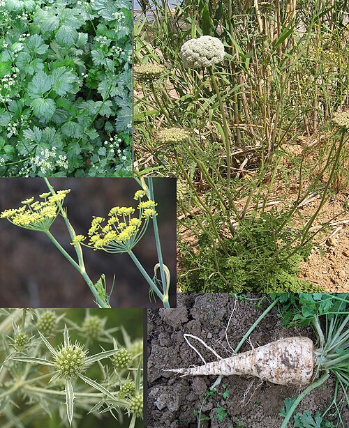 Fayl:Umbelliferae-apium-daucus-foeniculum-eryngium-petroselinum.jpg