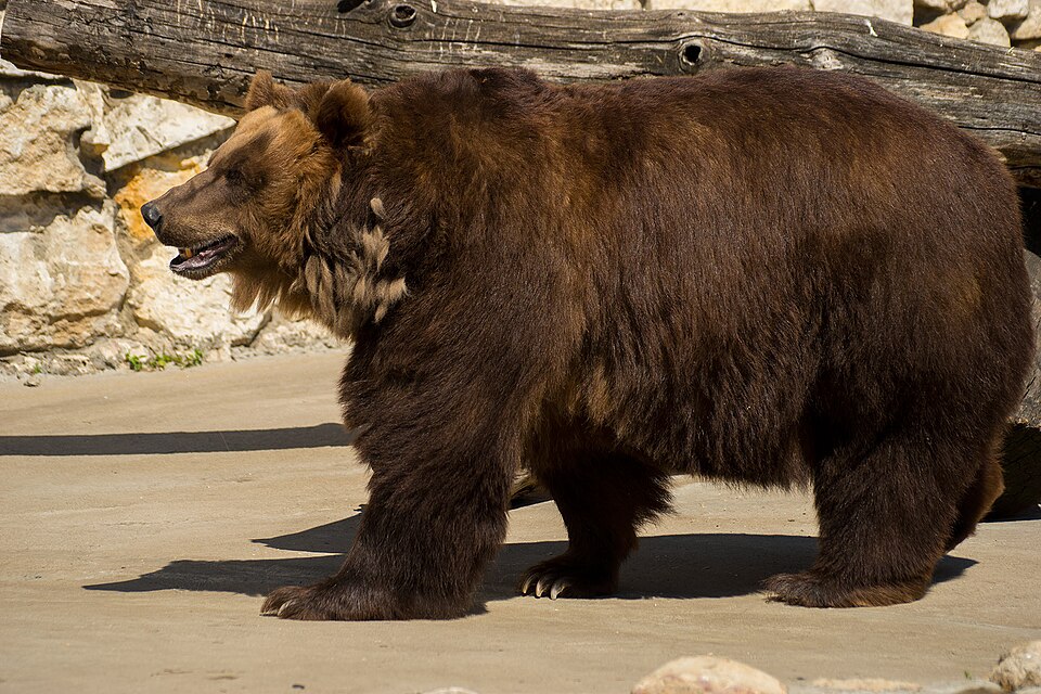 Fayl:Ursus arctos beringianus.jpg