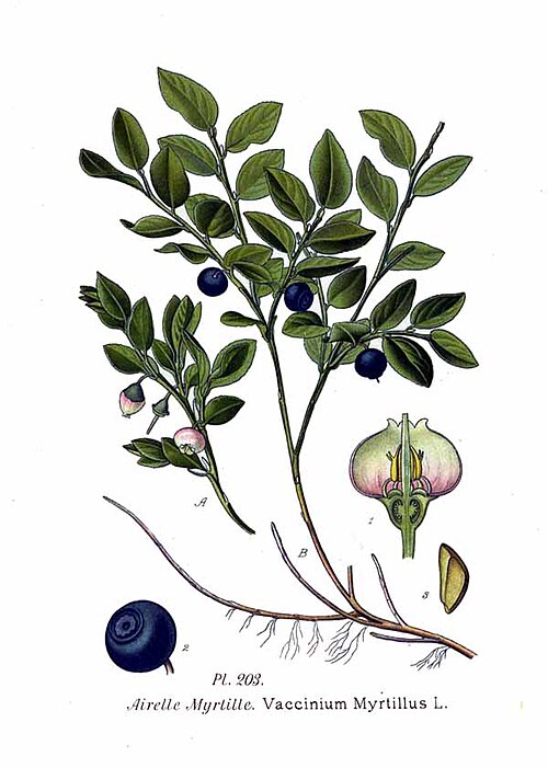 Fayl:203 Vaccinum myrtillus L.jpg