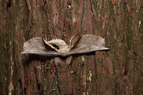 Acrodontis