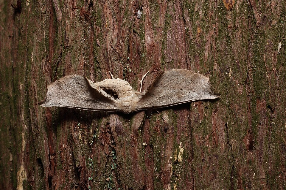 Fayl:Acrodontis kotshubeji (ヒメノコメエダシャク) (15513438747).jpg