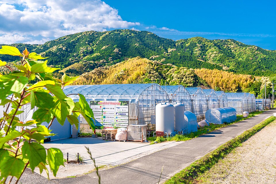 Fayl:Anan-tomato-factory.jpg