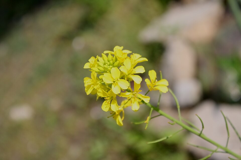 Fayl:Brassica juncea var. juncea 3.JPG