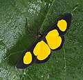 Cyllopoda jatropharia