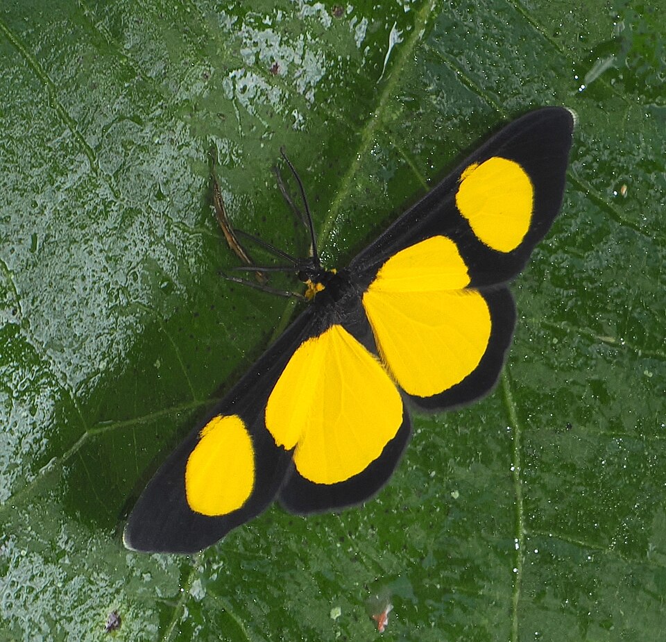 Fayl:Cyllopoda jatropharia - inat 318042930.jpg