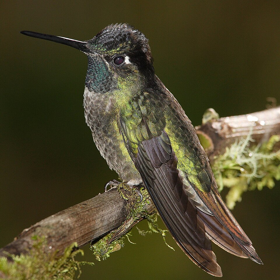 Fayl:Eugenes-fulgens-001.jpg