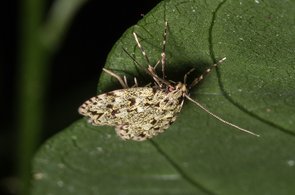 Fayl:Gymnobathra bryaula 5693290.jpg
