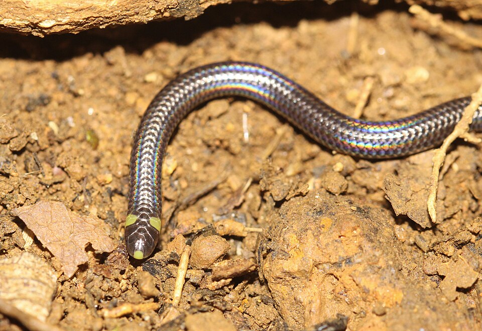 Fayl:Habrophallos collaris.jpg