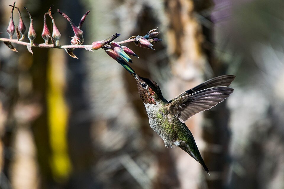 Fayl:Hummingbird feeding.jpg