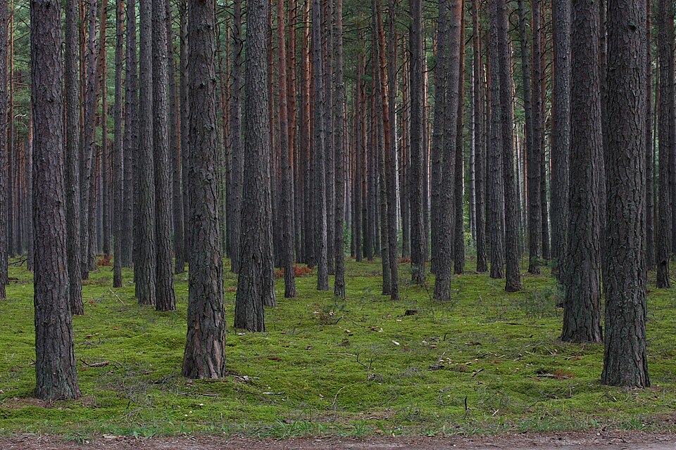 Fayl:Kihnu männik.JPG