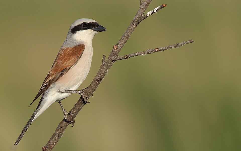 Fayl:Red-backed shrike.jpg