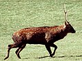 Dogʻli kiyik erkagi