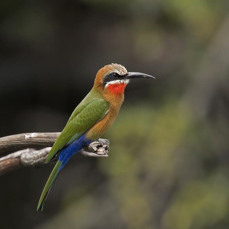 Fayl:White-fronted bee-eater (Merops bullockoides) Namibia.jpg