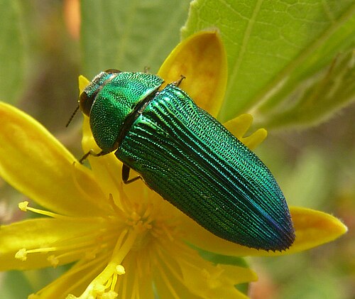 Acmaeodera