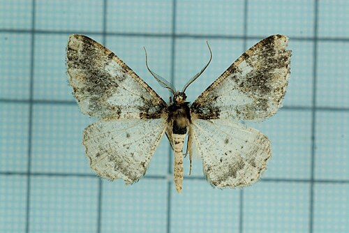 Alcis hyberniata