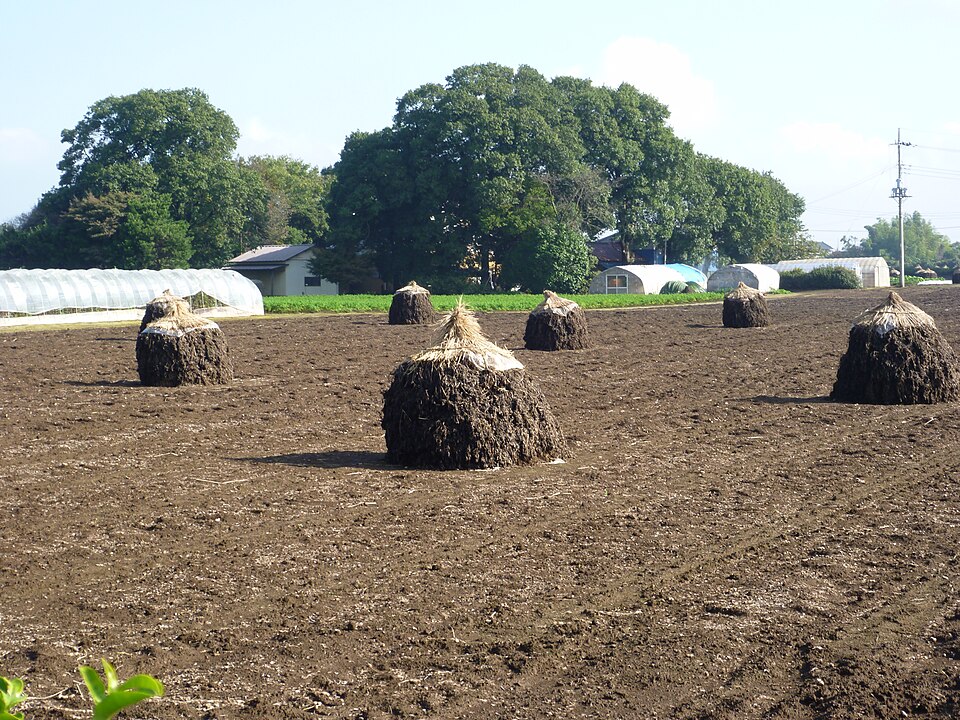 Fayl:Dry-up-peanuts,botti,yachimata-city,japan.JPG