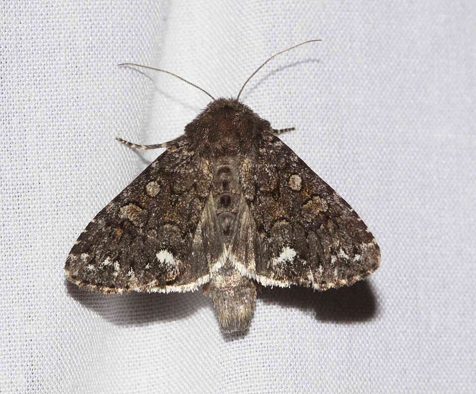 Fayl:Melanchra pulverulenta.jpg