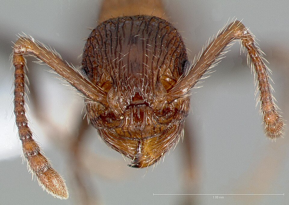 Fayl:Myrmica rugiventris casent0005704 head 1.jpg