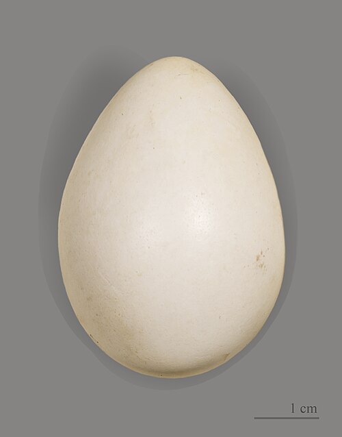 Fayl:Tétras lyre MHNT.jpg