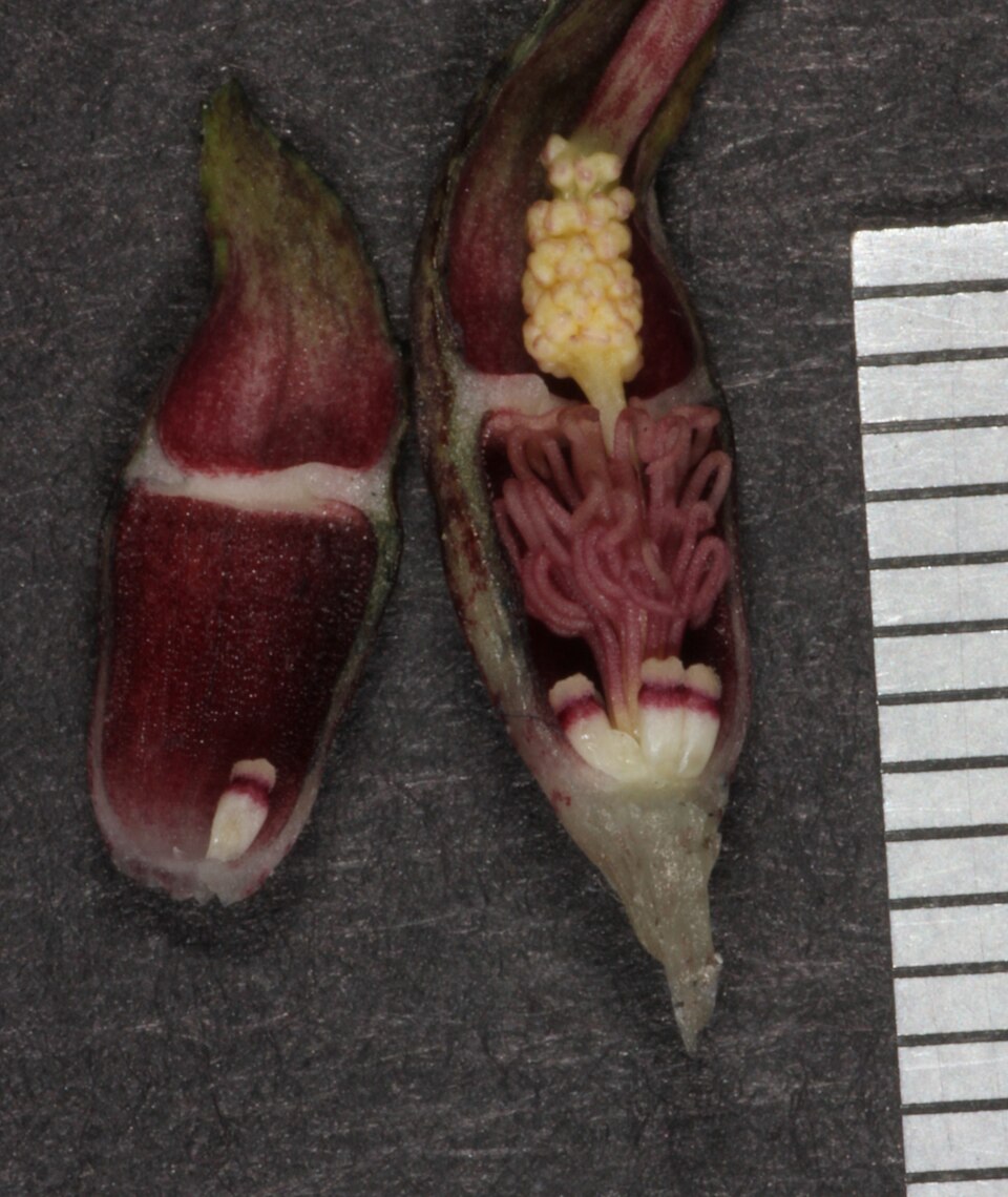 Fayl:(Typhonium)(taylorii)()(p)(fl)(IDC)(1220)(KGB11992)(HowardRiver 21e).tif