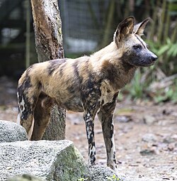 Lycaon pictus