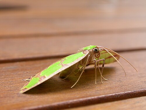 Agathia pisina