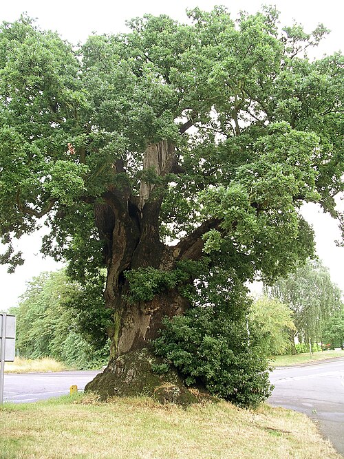 Fayl:Baginton oak tree july06.JPG