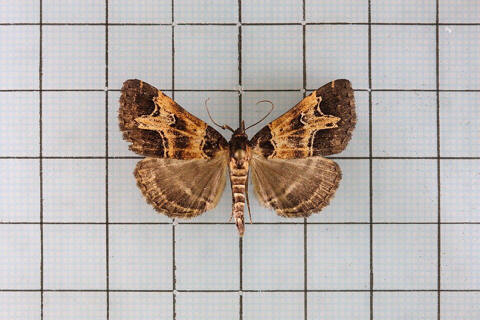 Fayl:Bertula bidentata.jpg