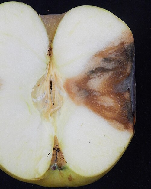 Fayl:Bitter rot lesion.jpg