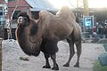 16:26, 2026-yil 28-yanvar dagi versiya uchun tasvir